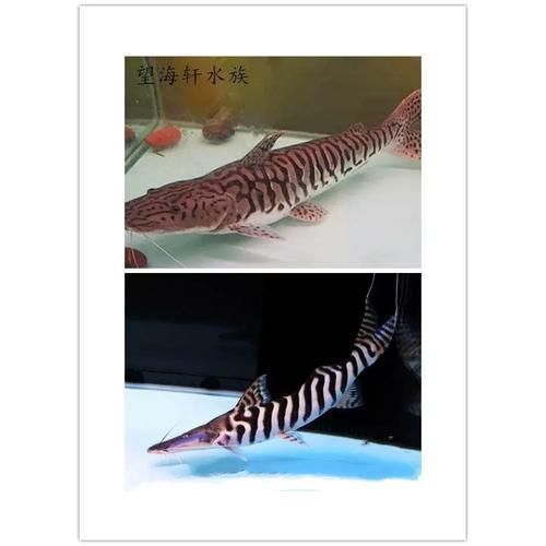 斑馬鴨嘴魚的市場價格是多少？，斑馬鴨嘴魚的市場價格因地區、季節和市場需求而有所不同