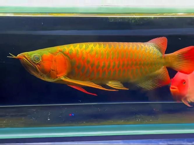如何辨別紅金龍魚(yú)的品質(zhì)，如何辨別紅金龍魚(yú)