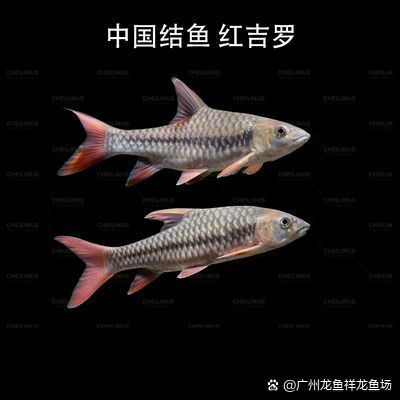祥龍魚場2有哪些特色？，廣州龍魚祥龍魚場