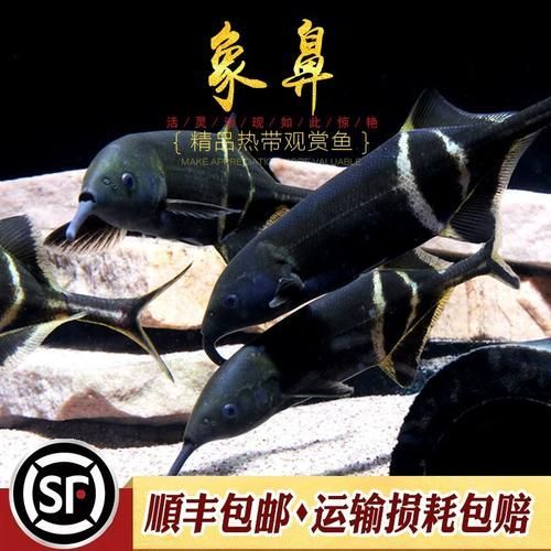 非洲象鼻魚，彼氏象鼻魚在iucn紅色名錄中被評估為“無?！蔽锓N 非洲象鼻魚，彼氏象鼻魚在iucn紅色名錄中被評估為“無危”物種 龍魚百科 第4張
