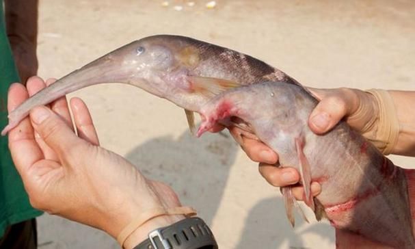 非洲象鼻魚，彼氏象鼻魚在iucn紅色名錄中被評估為“無危”物種 非洲象鼻魚，彼氏象鼻魚在iucn紅色名錄中被評估為“無危”物種 龍魚百科 第19張