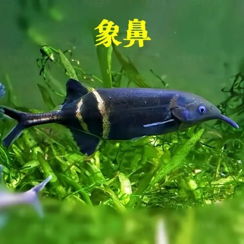 非洲象鼻魚，彼氏象鼻魚在iucn紅色名錄中被評估為“無?！蔽锓N 非洲象鼻魚，彼氏象鼻魚在iucn紅色名錄中被評估為“無?！蔽锓N 龍魚百科 第3張