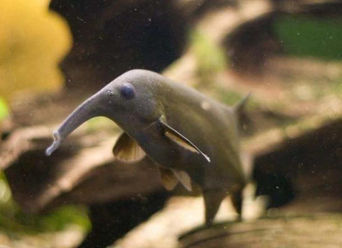 非洲象鼻魚，彼氏象鼻魚在iucn紅色名錄中被評估為“無危”物種 非洲象鼻魚，彼氏象鼻魚在iucn紅色名錄中被評估為“無危”物種 龍魚百科 第15張