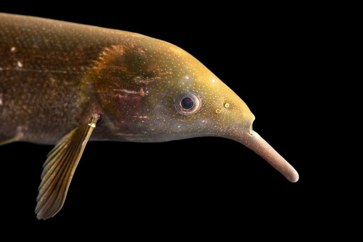 非洲象鼻魚，彼氏象鼻魚在iucn紅色名錄中被評估為“無?！蔽锓N 非洲象鼻魚，彼氏象鼻魚在iucn紅色名錄中被評估為“無危”物種 龍魚百科 第16張