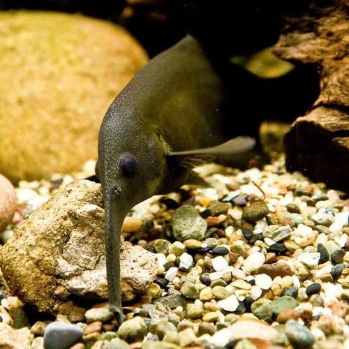 非洲象鼻魚，彼氏象鼻魚在iucn紅色名錄中被評估為“無?！蔽锓N 非洲象鼻魚，彼氏象鼻魚在iucn紅色名錄中被評估為“無?！蔽锓N 龍魚百科 第11張