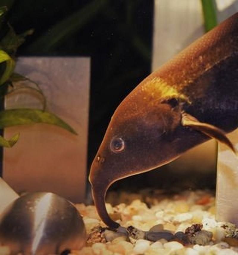 非洲象鼻魚，彼氏象鼻魚在iucn紅色名錄中被評估為“無?！蔽锓N 非洲象鼻魚，彼氏象鼻魚在iucn紅色名錄中被評估為“無?！蔽锓N 龍魚百科 第18張
