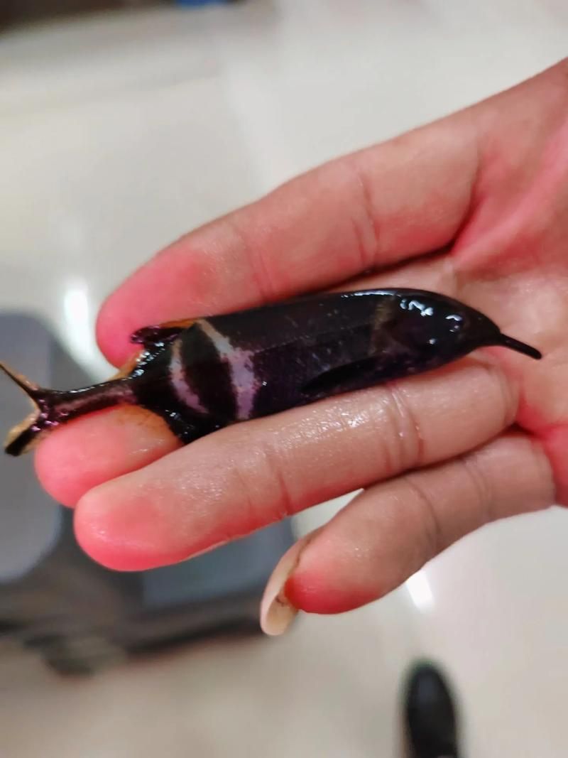 非洲象鼻魚，彼氏象鼻魚在iucn紅色名錄中被評估為“無?！蔽锓N 非洲象鼻魚，彼氏象鼻魚在iucn紅色名錄中被評估為“無危”物種 龍魚百科 第2張