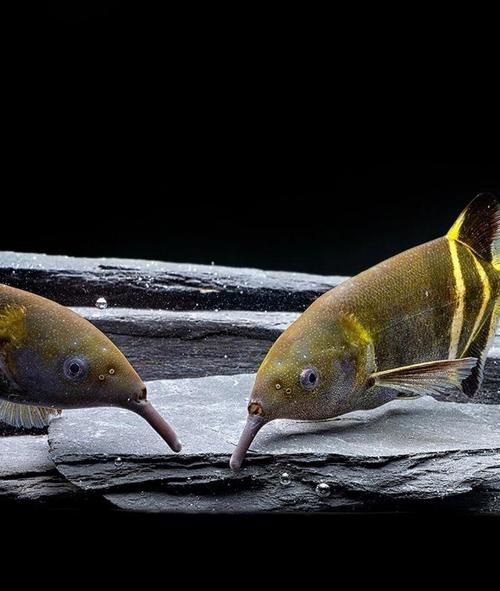 非洲象鼻魚，彼氏象鼻魚在iucn紅色名錄中被評估為“無?！蔽锓N 非洲象鼻魚，彼氏象鼻魚在iucn紅色名錄中被評估為“無危”物種 龍魚百科 第1張