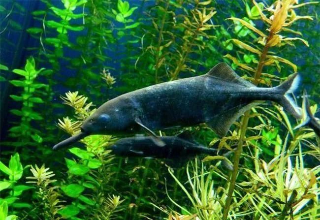 非洲象鼻魚，彼氏象鼻魚在iucn紅色名錄中被評估為“無危”物種 非洲象鼻魚，彼氏象鼻魚在iucn紅色名錄中被評估為“無危”物種 龍魚百科 第13張