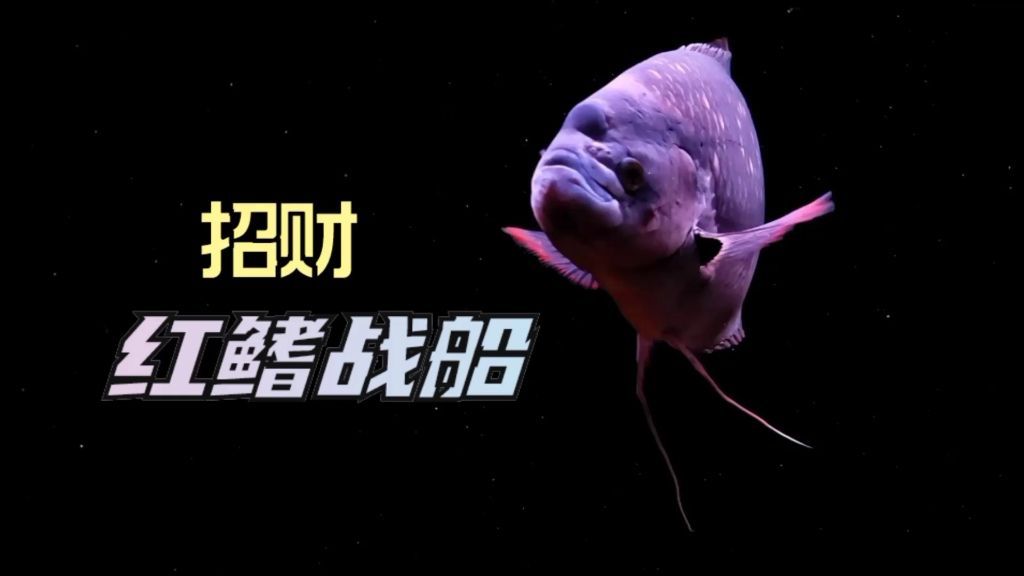 如何辨別招財戰(zhàn)船魚的品種？，寧波元宇宙產(chǎn)業(yè)園有哪些知名企業(yè)的入駐率是多少