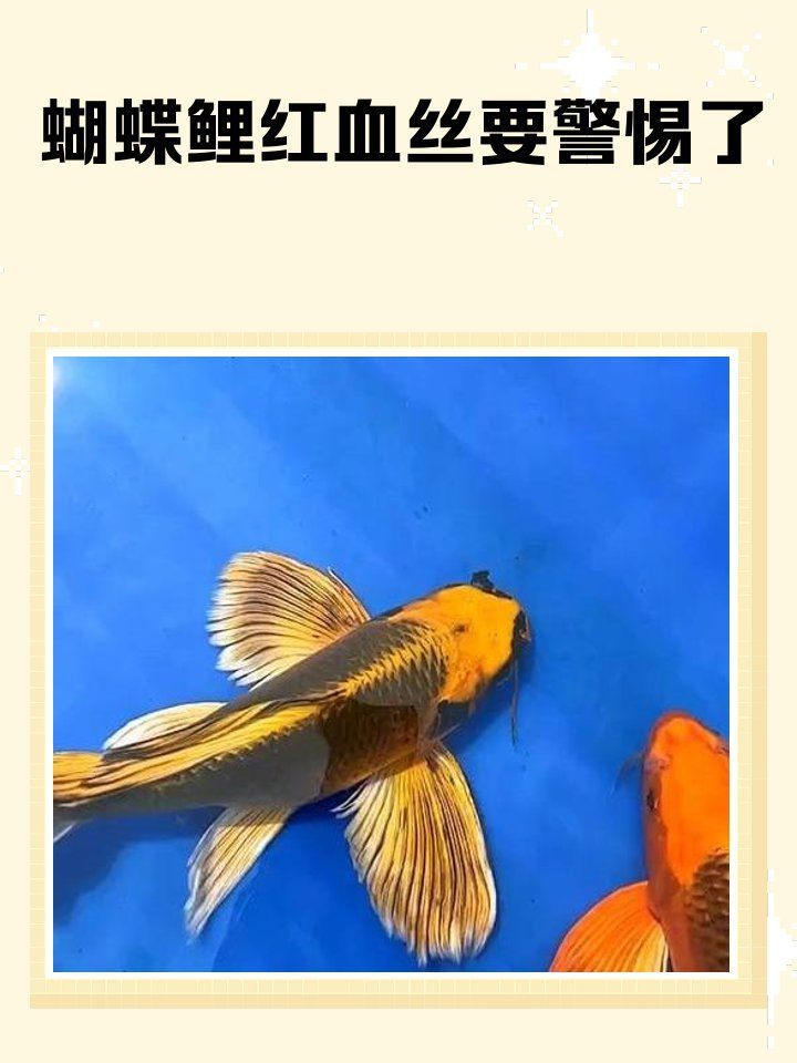 蝴蝶鯉紅血絲會自愈嗎，蝴蝶鯉紅血絲可以自愈嗎 蝴蝶鯉紅血絲會自愈嗎，蝴蝶鯉紅血絲可以自愈嗎 龍魚百科 第2張