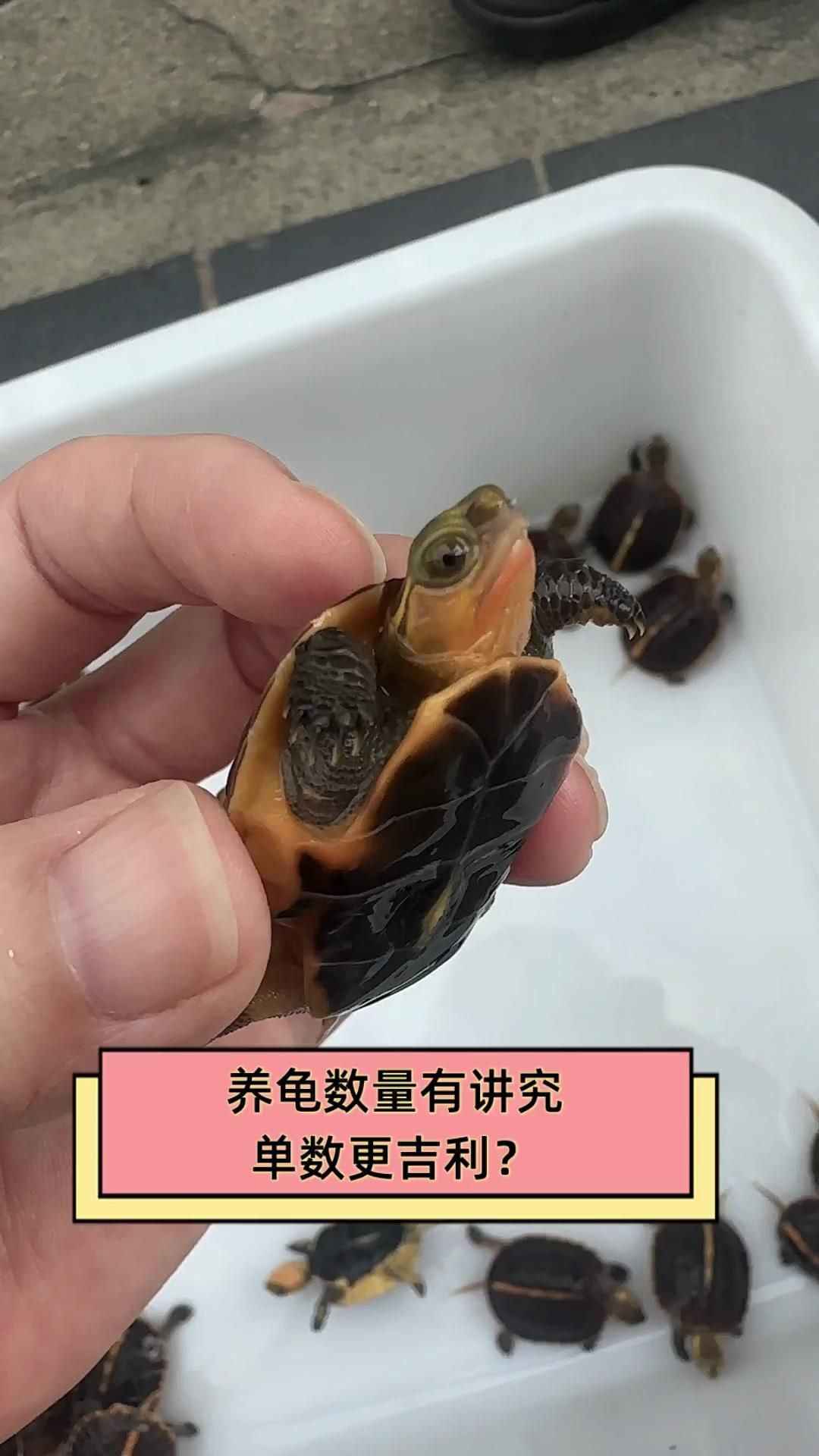 烏龜養幾只最旺屬相，養幾只烏龜最旺屬相 烏龜養幾只最旺屬相，養幾只烏龜最旺屬相 龍魚百科