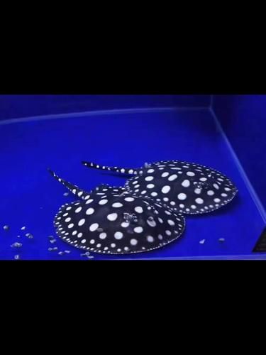 黑金魟魚的市場批發價格，黑金魟魚市場批發價格波動較大且缺乏全國統一標準化定價體系 黑金魟魚的市場批發價格，黑金魟魚市場批發價格波動較大且缺乏全國統一標準化定價體系 龍魚百科 第5張