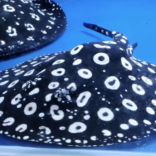 黑金魟魚的市場批發價格，黑金魟魚市場批發價格波動較大且缺乏全國統一標準化定價體系 黑金魟魚的市場批發價格，黑金魟魚市場批發價格波動較大且缺乏全國統一標準化定價體系 龍魚百科 第1張