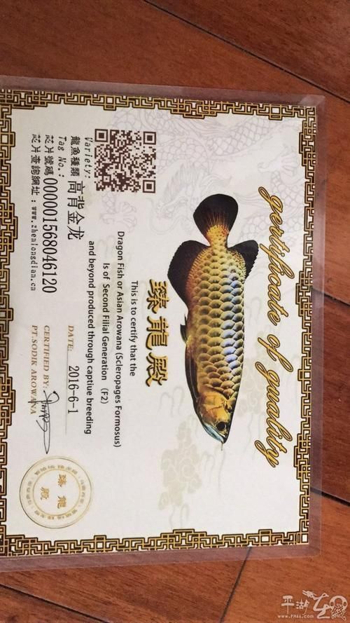 如何判斷龍魚品質(zhì)證書的真?zhèn)危浚堲~品質(zhì)證書的真?zhèn)舞b別指南（response節(jié)點匯總） 如何判斷龍魚品質(zhì)證書的真?zhèn)危浚堲~品質(zhì)證書的真?zhèn)舞b別指南（response節(jié)點匯總） 龍魚百科 第3張