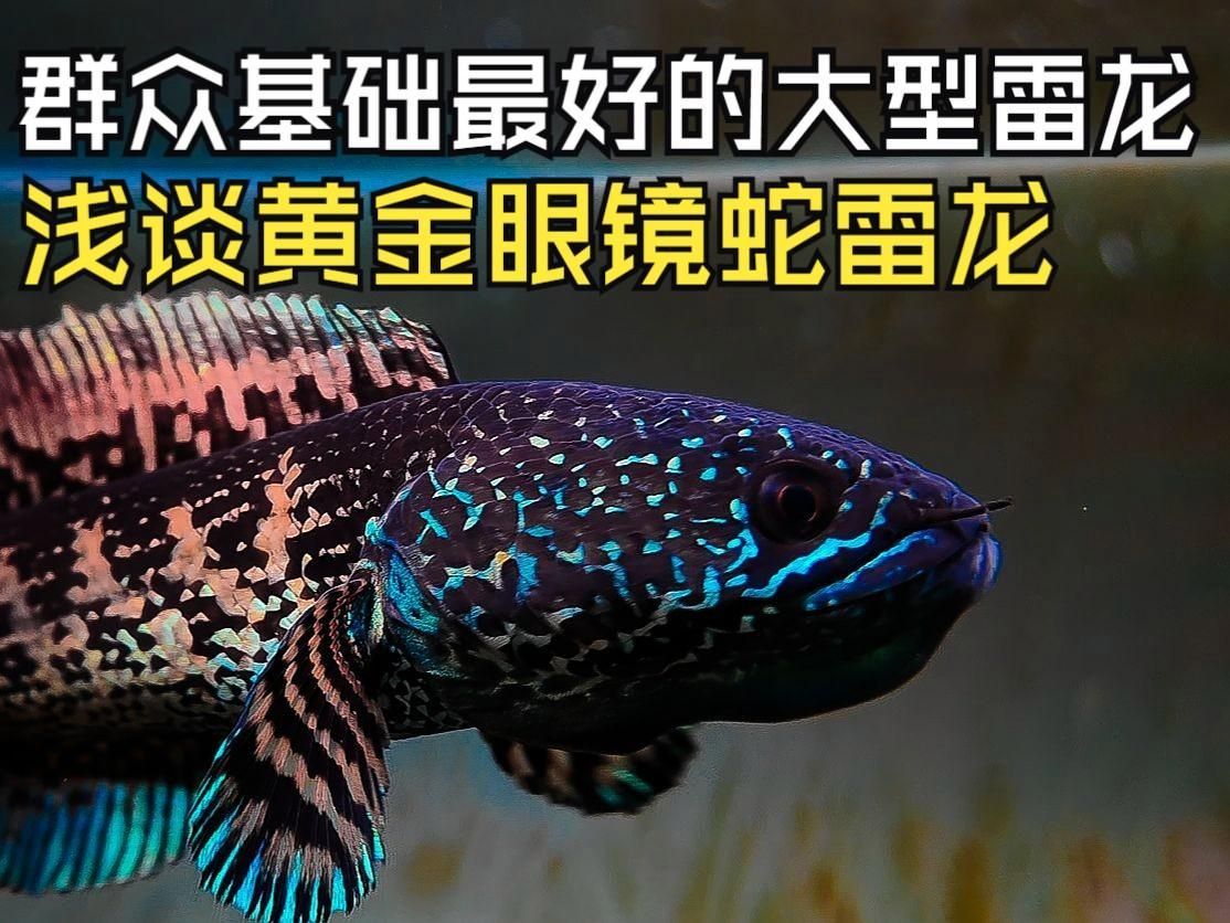 有哪些常見的雷龍魚品種？，常見的雷龍魚品牌 有哪些常見的雷龍魚品種？，常見的雷龍魚品牌 龍魚百科 第5張