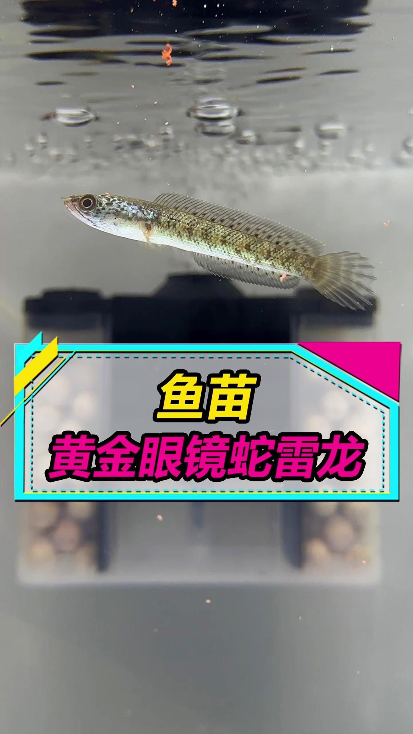 有哪些常見的雷龍魚品種？，常見的雷龍魚品牌 有哪些常見的雷龍魚品種？，常見的雷龍魚品牌 龍魚百科 第8張