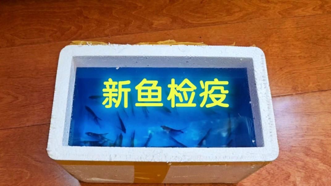 如何預防龍魚和錦鯉生病