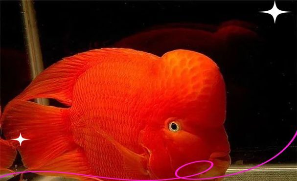 紅面財(cái)神魚的價(jià)格范圍是多少？，紅面財(cái)神魚價(jià)格是多少鈷藍(lán)黑格爾七彩神仙魚價(jià)格是多少