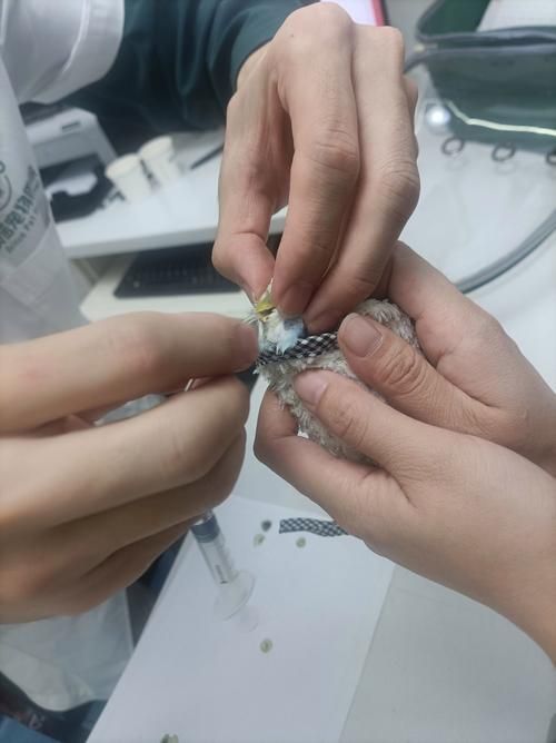 如何接種水產細菌性疾病疫苗，/水產細菌性疾病疫苗接種詳解（arxiv論文助手）