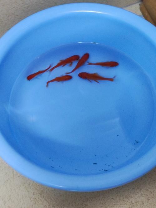 詳解草金魚的飼養方法，草金魚飼養指南