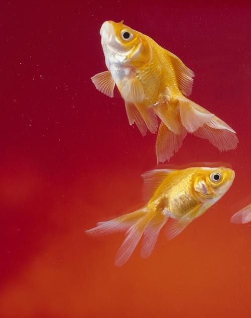 詳解草金魚的飼養方法，草金魚飼養指南