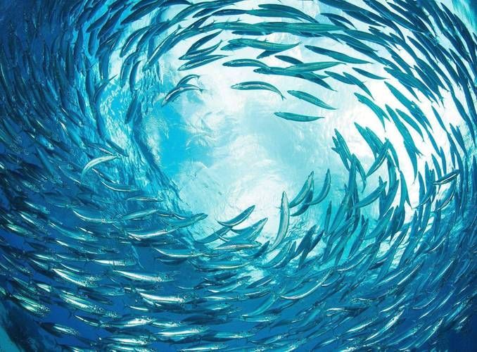 如何判斷魚是否暗浮頭，如何判斷塘魚是否暗浮頭