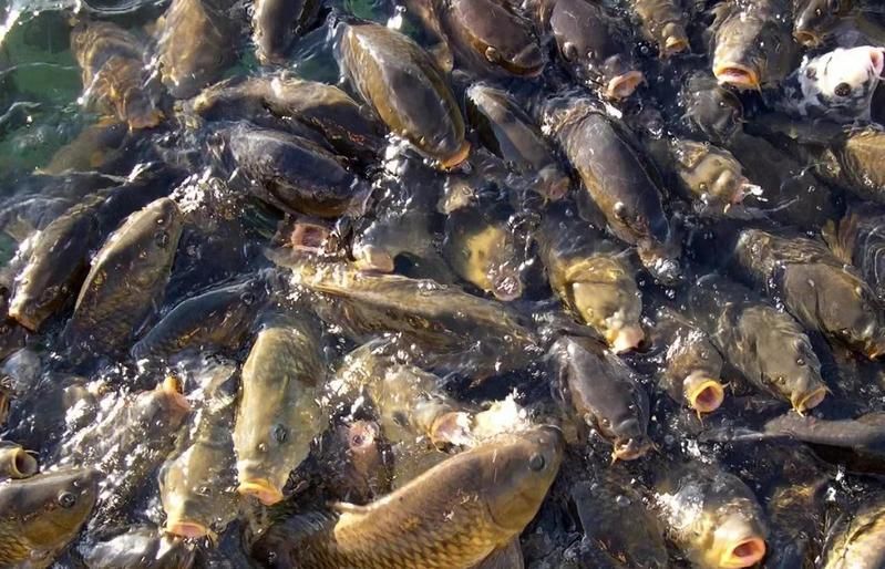 如何判斷魚是否暗浮頭，如何判斷塘魚是否暗浮頭