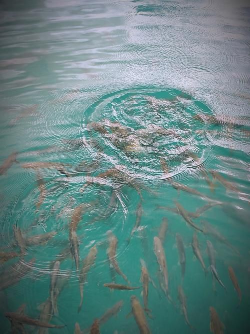 如何判斷魚是否暗浮頭，如何判斷塘魚是否暗浮頭