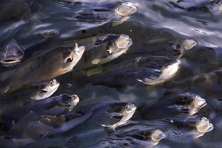 如何判斷魚是否暗浮頭，如何判斷塘魚是否暗浮頭