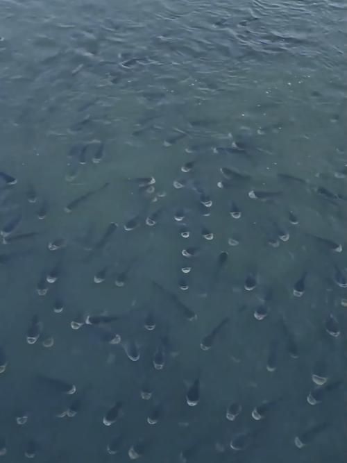 如何判斷魚是否暗浮頭，如何判斷塘魚是否暗浮頭