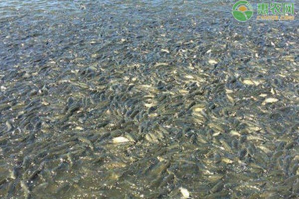 如何判斷魚是否暗浮頭，如何判斷塘魚是否暗浮頭
