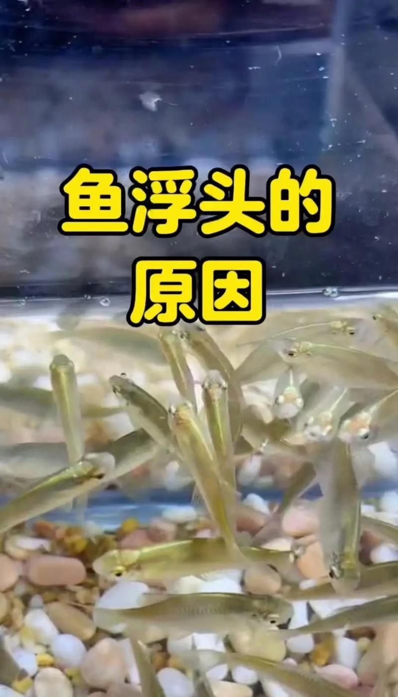 如何判斷魚是否暗浮頭，如何判斷塘魚是否暗浮頭