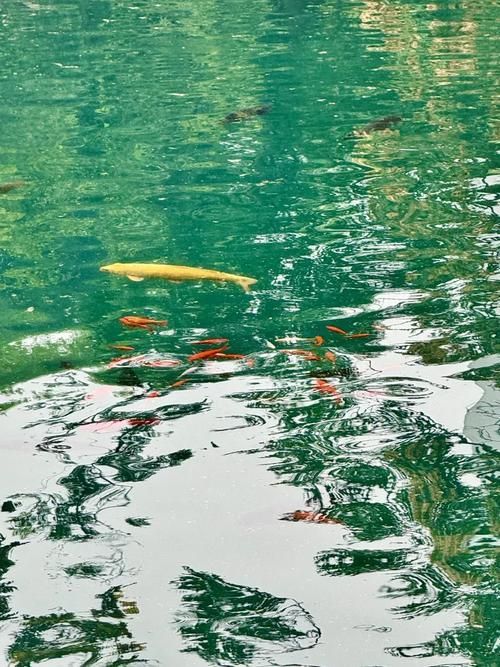 如何判斷魚是否暗浮頭，如何判斷塘魚是否暗浮頭