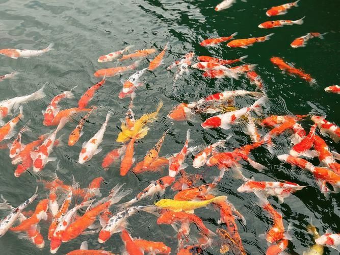 如何判斷魚是否暗浮頭，如何判斷塘魚是否暗浮頭