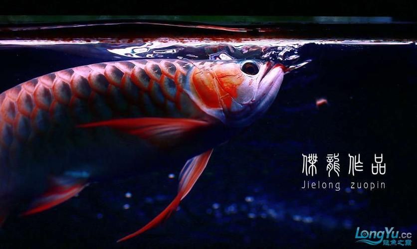 推薦幾個知名的龍魚品牌