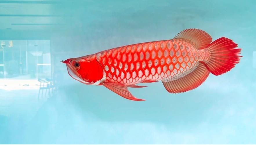 推薦幾個知名的龍魚品牌