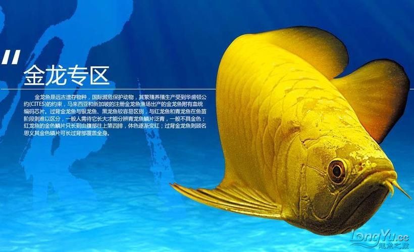 推薦幾個知名的龍魚品牌