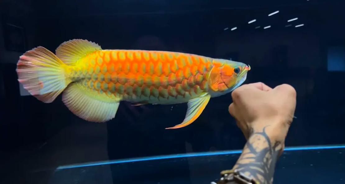 推薦幾個知名的龍魚品牌