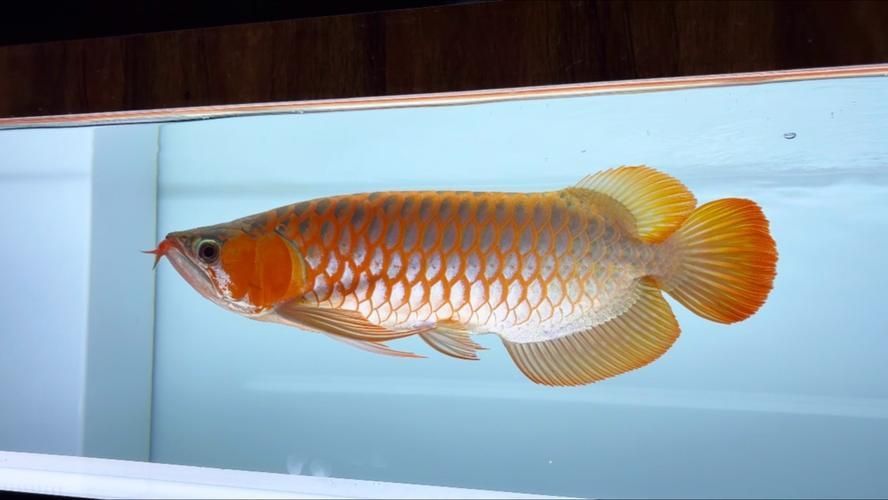 推薦幾個知名的龍魚品牌