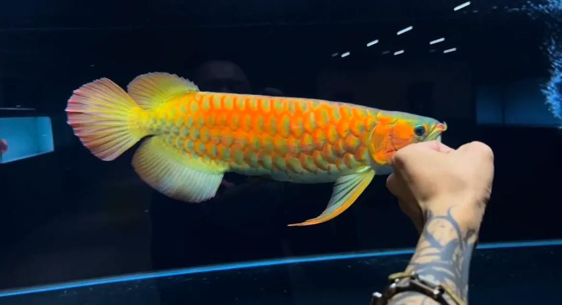 推薦幾個知名的龍魚品牌