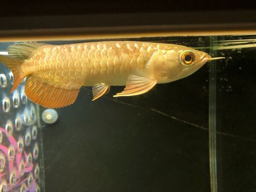 推薦幾個知名的龍魚品牌