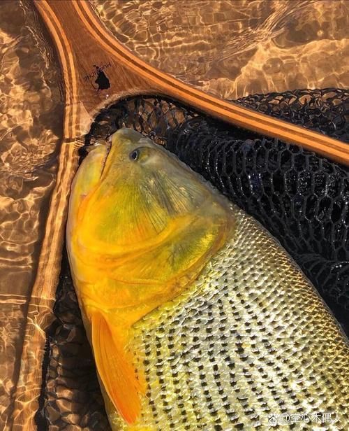 金老虎魚的價格是多少？，國產龍魚飼料哪個品牌性價比最高？ 金老虎魚的價格是多少？，國產龍魚飼料哪個品牌性價比最高？ 龍魚百科 第4張