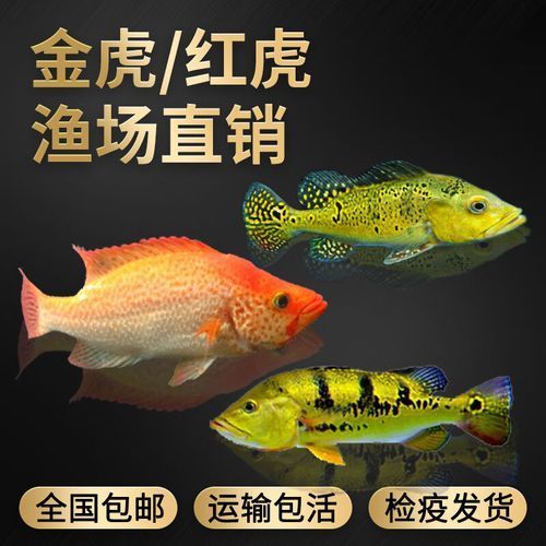 金老虎魚的價格是多少？，國產龍魚飼料哪個品牌性價比最高？ 金老虎魚的價格是多少？，國產龍魚飼料哪個品牌性價比最高？ 龍魚百科 第2張