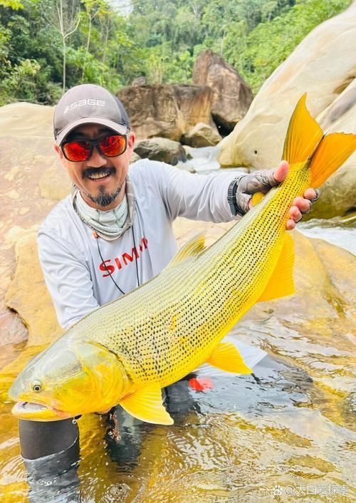 金老虎魚的價格是多少？，國產龍魚飼料哪個品牌性價比最高？ 金老虎魚的價格是多少？，國產龍魚飼料哪個品牌性價比最高？ 龍魚百科 第5張