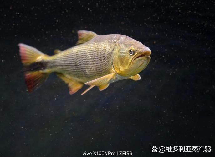 金老虎魚的價格是多少？，國產龍魚飼料哪個品牌性價比最高？ 金老虎魚的價格是多少？，國產龍魚飼料哪個品牌性價比最高？ 龍魚百科 第3張