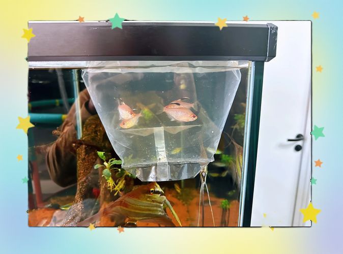 如何預防魚缸細菌感染，觀賞魚缸細菌感染預防魚缸細菌感染的預防方法和誤區