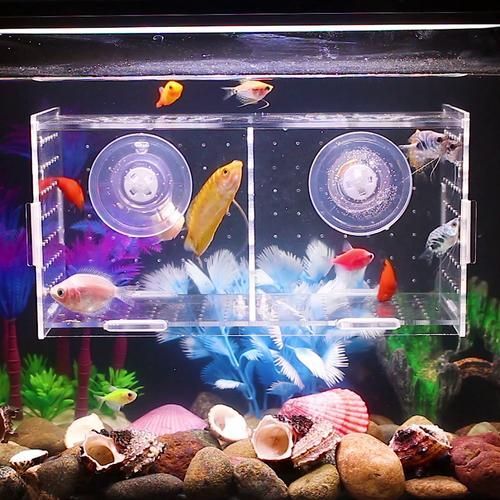 如何預防魚缸細菌感染，觀賞魚缸細菌感染預防魚缸細菌感染的預防方法和誤區