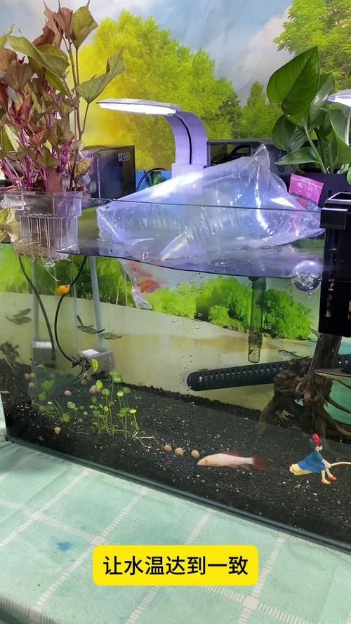 如何預防魚缸細菌感染，觀賞魚缸細菌感染預防魚缸細菌感染的預防方法和誤區