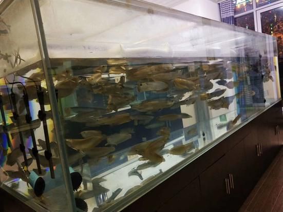 龍魚批發市場價格范圍是多少？，龍魚品種及種及價格對照表